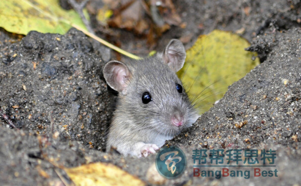 專業(yè)滅鼠公司總結(jié)幾種有效滅鼠方法