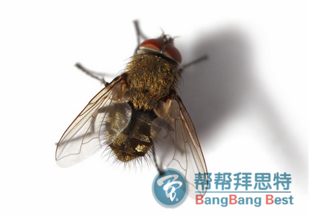 殺蟲公司爆料防治蒼蠅最佳方法