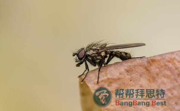 殺蟲公司爆料防治蒼蠅最佳方法