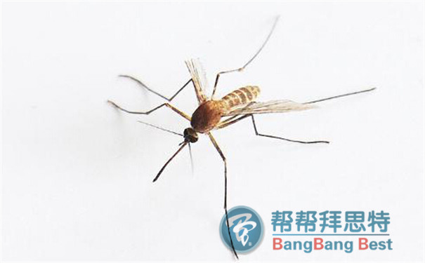 殺蟲(chóng)公司:登革熱的預(yù)防從滅蚊開(kāi)始