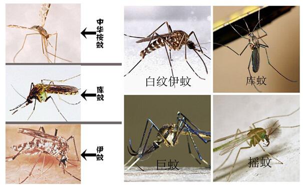 殺蟲(chóng)公司:登革熱的預(yù)防從滅蚊開(kāi)始