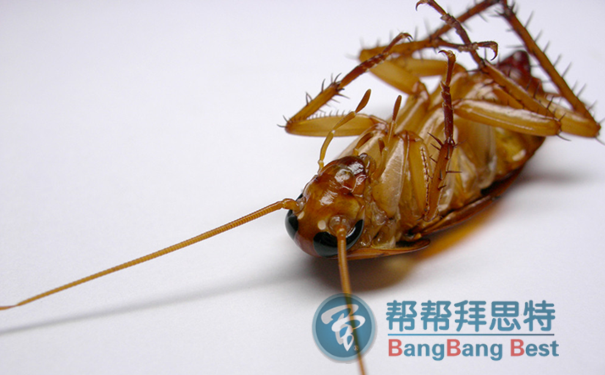殺蟑螂公司呼吁:消滅蟑螂從我做起