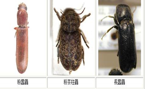 家具中發(fā)現粉蠹蟲應該如何防治