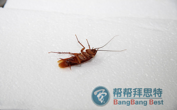 殺蟑螂公司公布多年殺蟑螂最徹底的方法