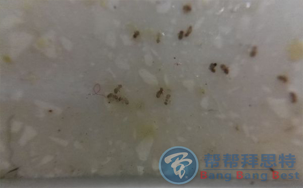 書虱怎么才能徹底清除除蟲公司有高招