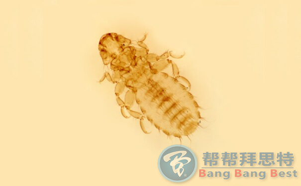 書虱怎么才能徹底清除除蟲公司有高招