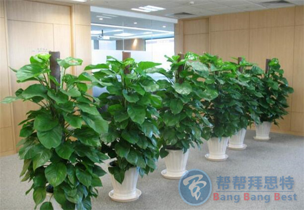 面對(duì)甲醛我們應(yīng)該怎么辦