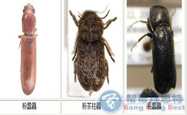 實(shí)木家具發(fā)現(xiàn)粉蠹蟲應(yīng)該如何防治