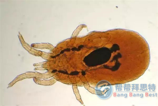 殺蟲(chóng)公司帶你生活中十五種寄生蟲(chóng)