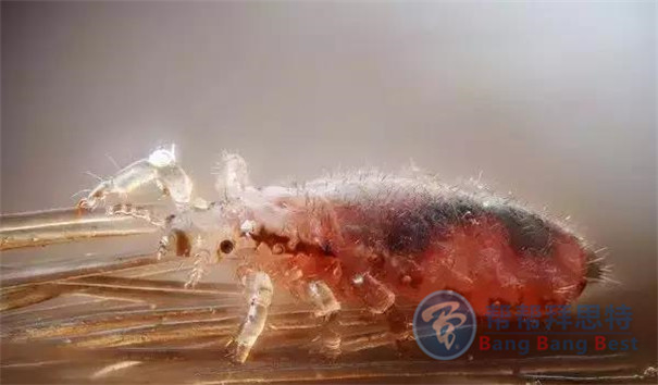 殺蟲(chóng)公司帶你生活中十五種寄生蟲(chóng)