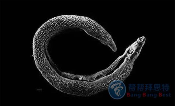 殺蟲(chóng)公司帶你生活中十五種寄生蟲(chóng)