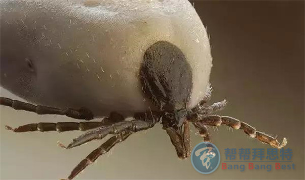 殺蟲(chóng)公司帶你生活中十五種寄生蟲(chóng)