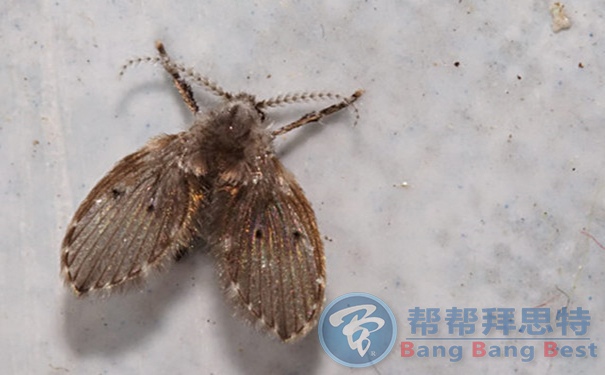 除蟲公司總結(jié)秋季滅蛾蠓秘方