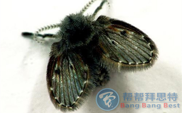 除蟲公司總結(jié)秋季滅蛾蠓秘方