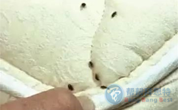 排查臭蟲窩點讓臭蟲無處藏身