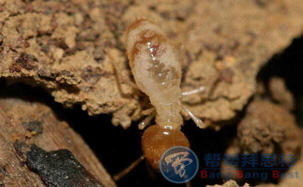 不讓白蟻拆掉您溫馨舒適的家