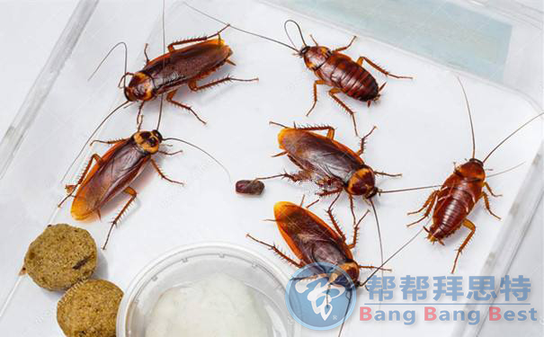 除蟲公司為您解答關(guān)于冬季除蟲那些事