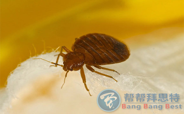 住酒店最易忽視的健康隱患——臭蟲