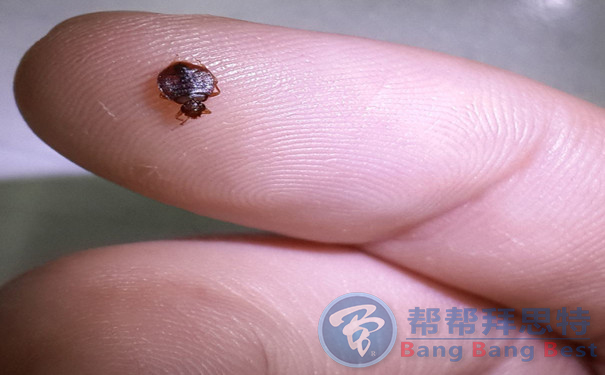 住酒店最易忽視的健康隱患——臭蟲