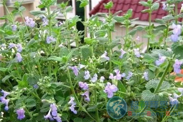 最健康安全的解決辦法——植物防蟲
