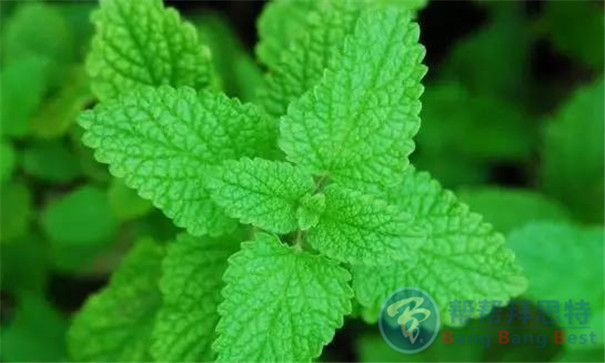 最健康安全的解決辦法——植物防蟲