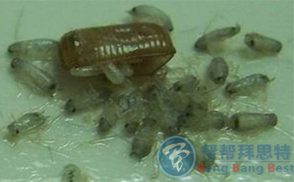 為什么蟑螂一直殺不凈除蟲公司告訴你