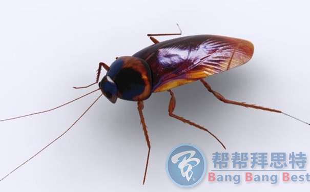 美洲大蠊怎么除除蟲公司告訴你