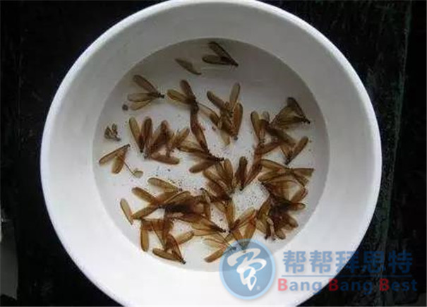 專業(yè)滅白蟻公司幾步教你有效消滅白蟻