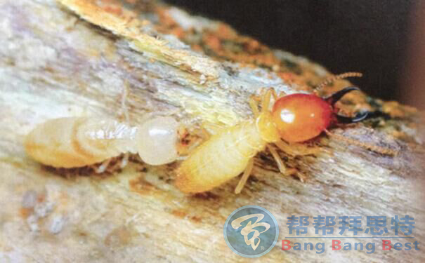 專業(yè)滅白蟻公司幾步教你有效消滅白蟻