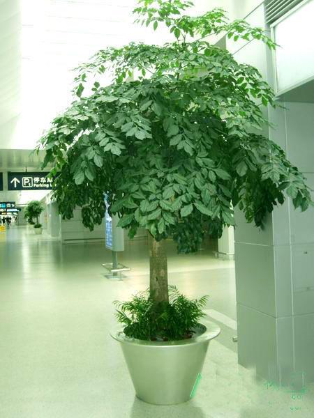 這幾盆花就是甲醛克星，新家快養(yǎng)幾盆，凈化空氣效果好