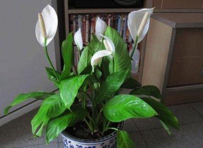 這幾盆花就是甲醛克星，新家快養(yǎng)幾盆，凈化空氣效果好