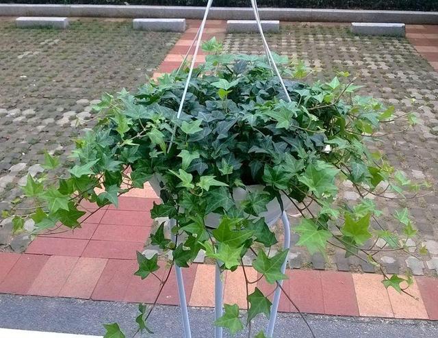 這幾盆花就是甲醛克星，新家快養(yǎng)幾盆，凈化空氣效果好