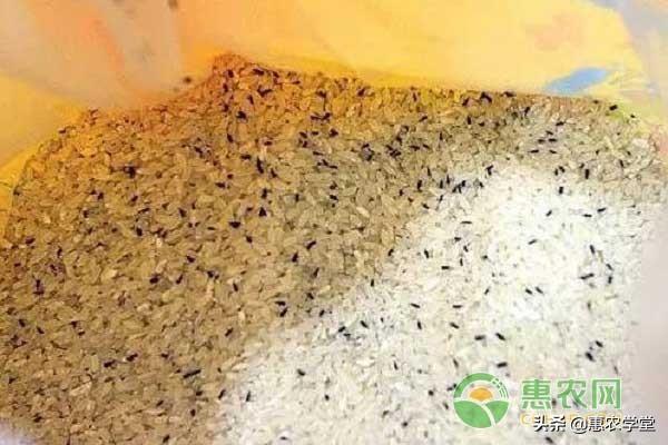 大米生蟲子處理小訣竅，大米生蟲子是什么原因？