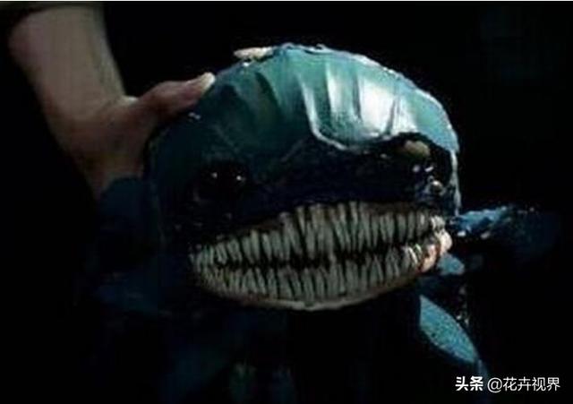 《盜墓筆記》中的尸蟞，到底是什么蟲子？世界上真的存在嗎？