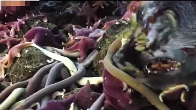 南極海底的巨蟲，愛吃腐爛食物，身體柔軟壽命極長