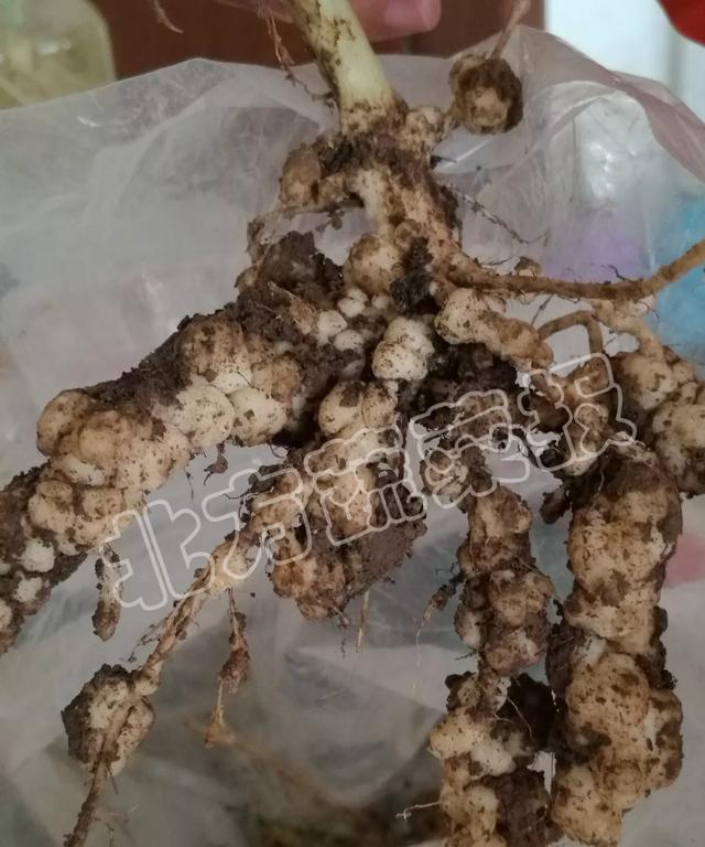 棚內(nèi)的線蟲竟然是這種……千萬別防錯了