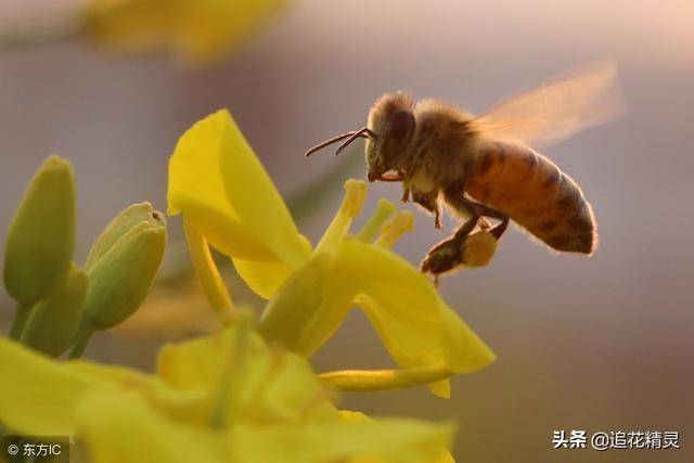 只見蜂生不見蜂死，就忘了蜜蜂也是有壽命的嗎？