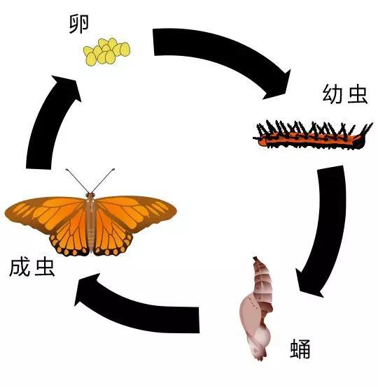 什么是昆蟲？六只腿、復(fù)眼、一對觸角...