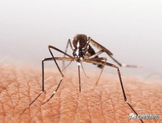 家里蚊子多怎么辦？教你放盆水，不到3毛錢(qián)蚊子全都“死翹翹”