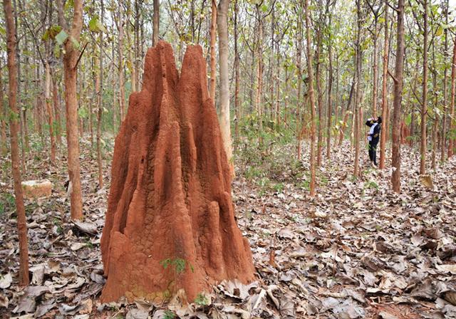 白蟻，害蟲(chóng)還是益蟲(chóng)？你想滅絕它，它卻只想填飽肚子
