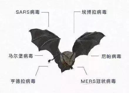 幫幫科普：蝙蝠為什么這么“毒”，自己卻沒事？