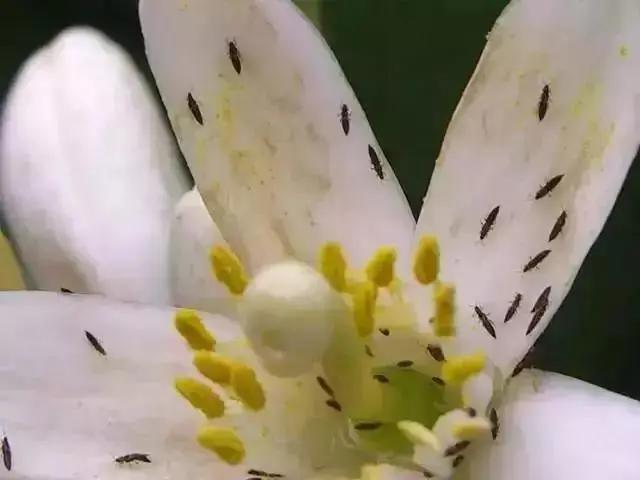 幫幫每周一蟲｜薊馬，是什么馬？