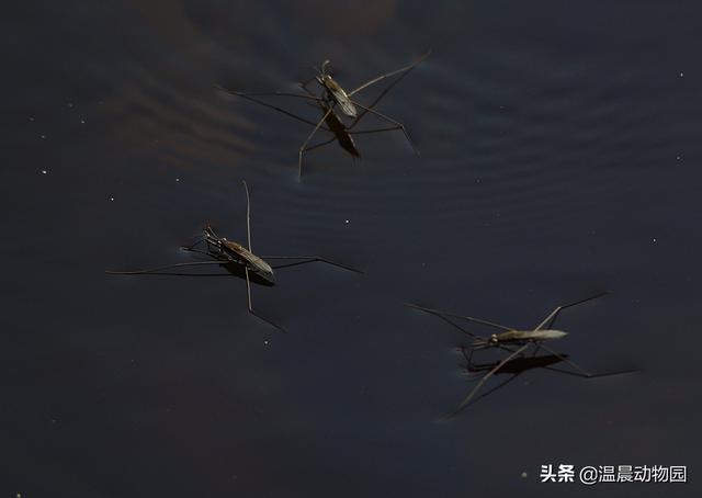辟謠：小時(shí)候經(jīng)常在水面上見到的這種蟲子是蜘蛛嗎？不，它叫水黽