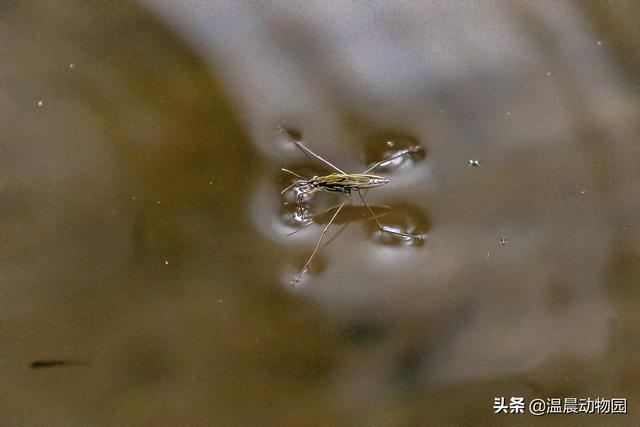 辟謠：小時(shí)候經(jīng)常在水面上見到的這種蟲子是蜘蛛嗎？不，它叫水黽