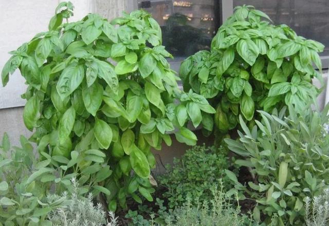 這些可以驅(qū)趕害蟲(chóng)的植物很適合種家里，絲毫不孫色于觀花植物