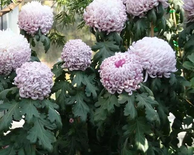 這些可以驅(qū)趕害蟲(chóng)的植物很適合種家里，絲毫不孫色于觀花植物