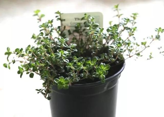 這些可以驅(qū)趕害蟲(chóng)的植物很適合種家里，絲毫不孫色于觀花植物