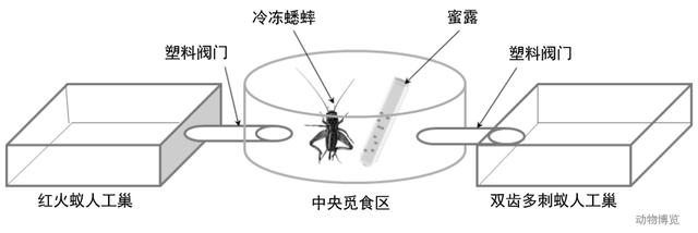 無(wú)敵的紅火蟻誰(shuí)能阻擋？這種黑螞蟻或有希望