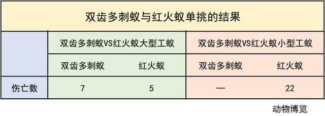 無(wú)敵的紅火蟻誰(shuí)能阻擋？這種黑螞蟻或有希望