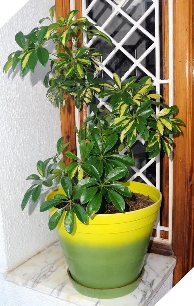 預防植物感染蟲害要掌握幾個技巧，否則容易感染這8種常見害蟲